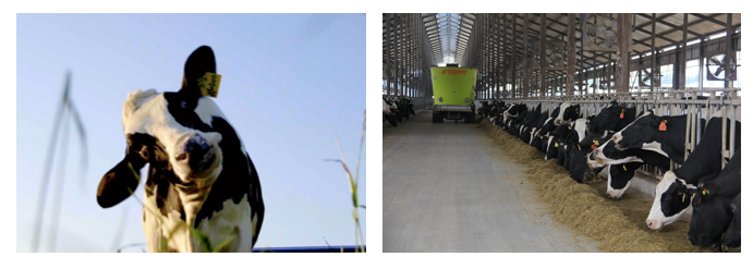 花花牛丨每天一杯奶，幸福健康喝出來(lái)?。?！